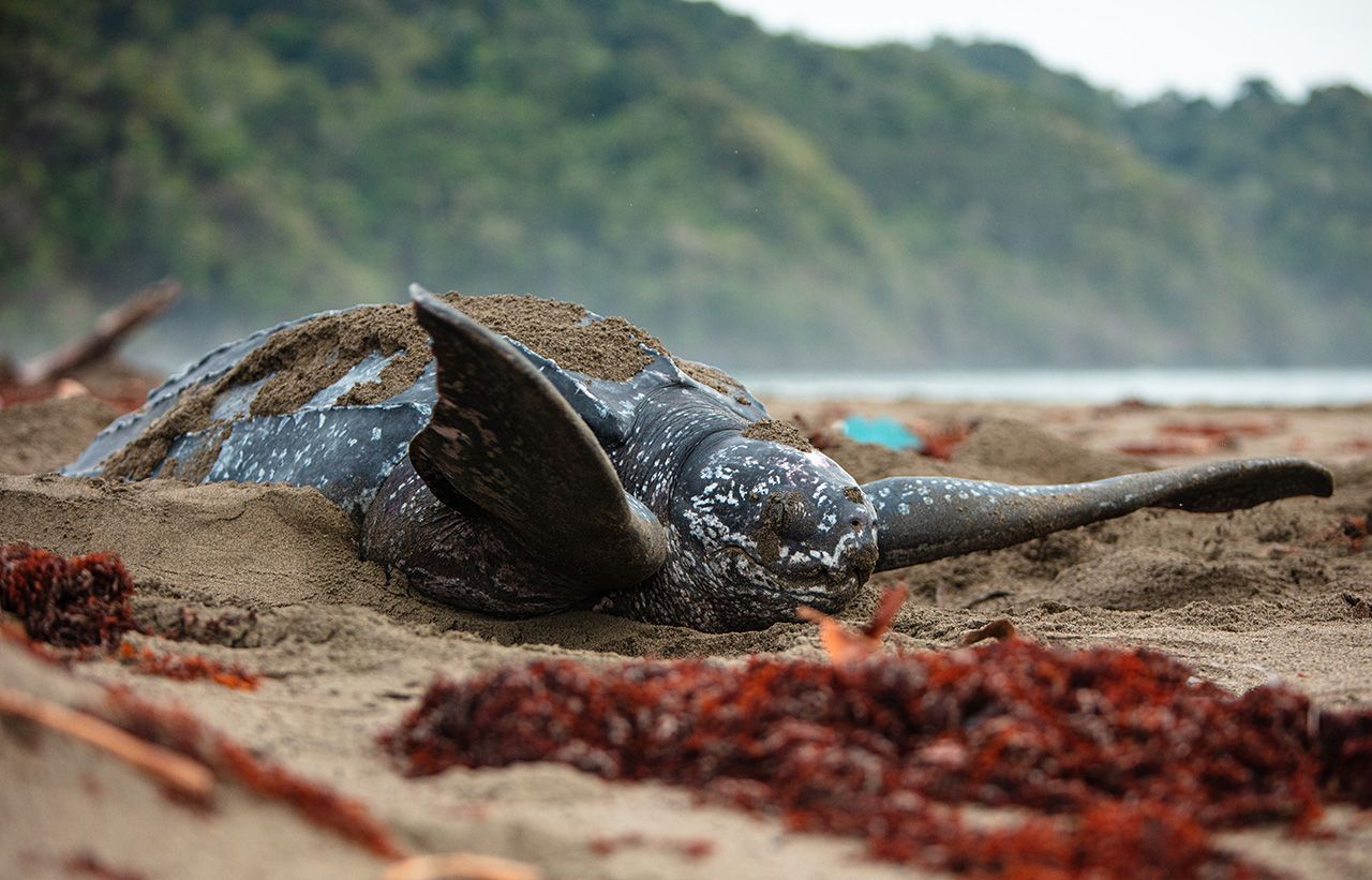 Tortuga Laúd en el Chocó.