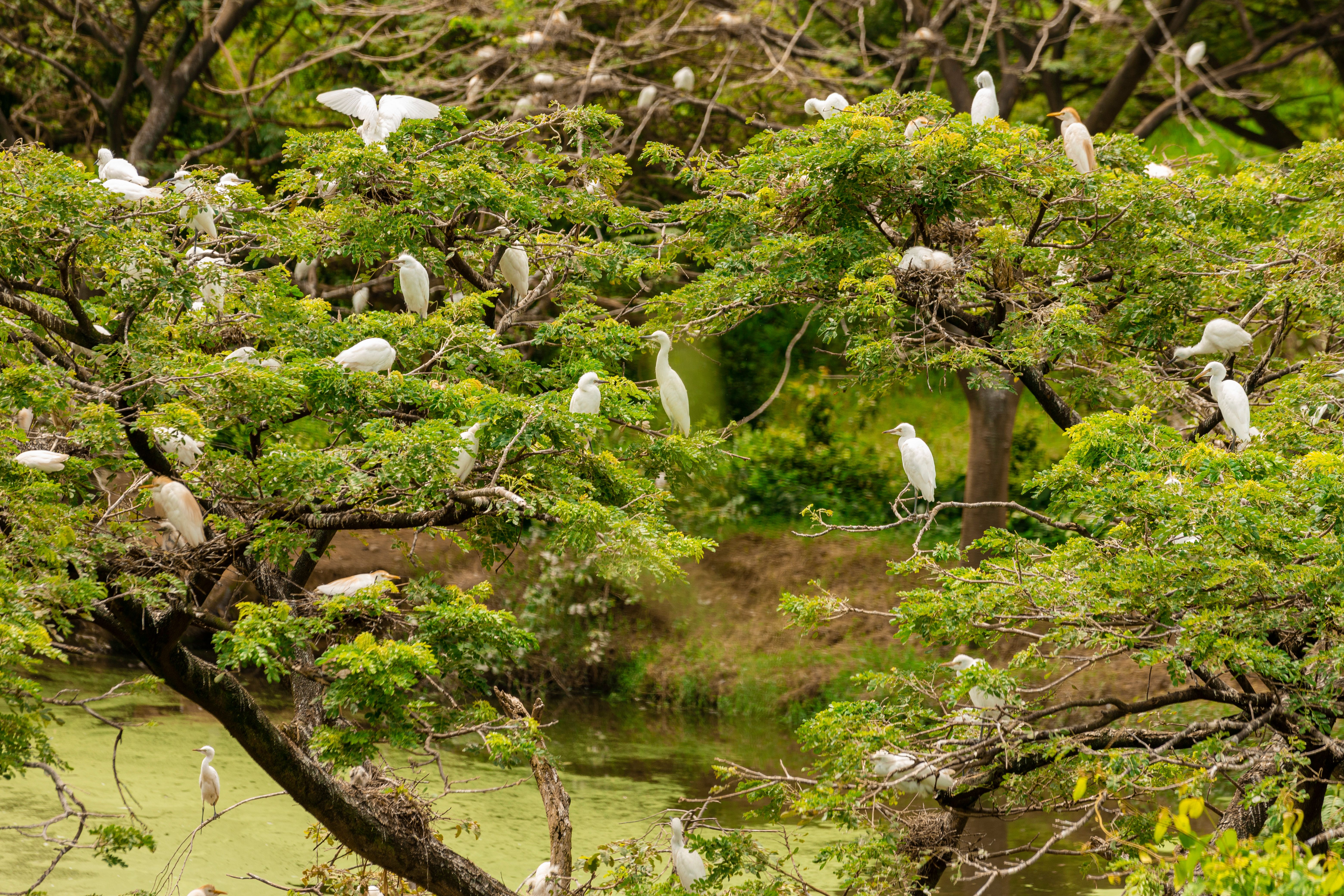 Aves de Casanare