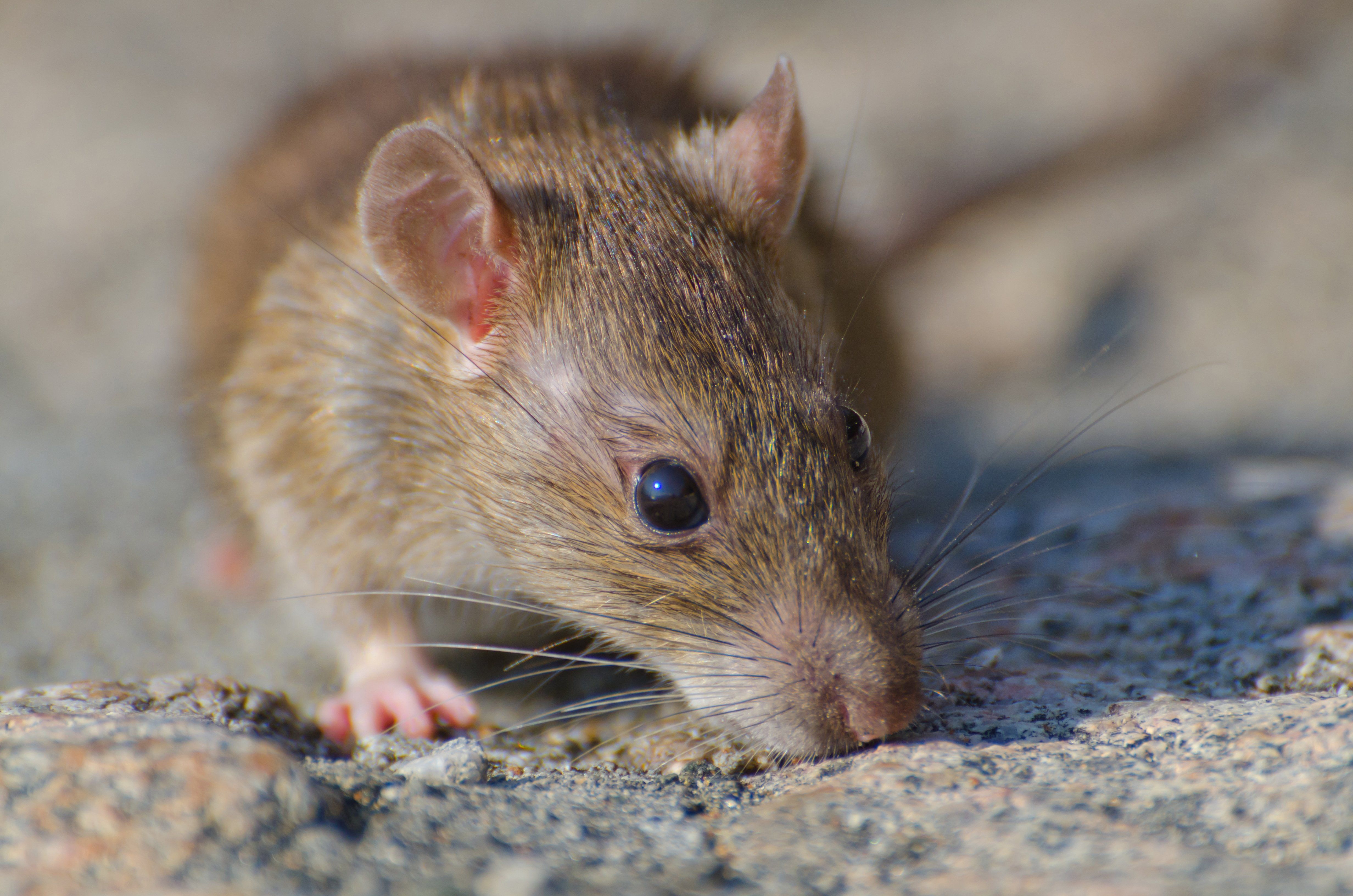 El hantavirus se transmite principalmente por contacto con roedores