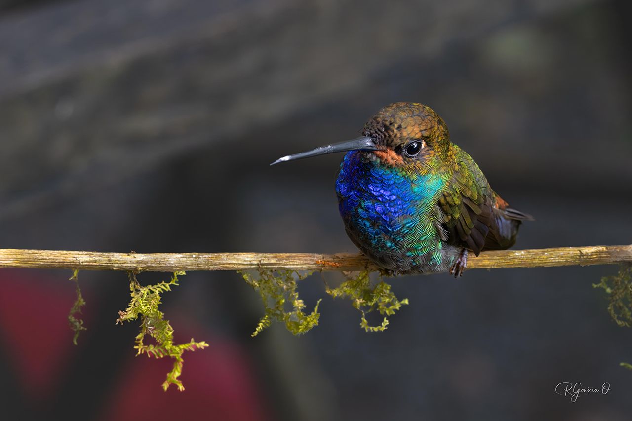 El colibrí Urochroa bougueri