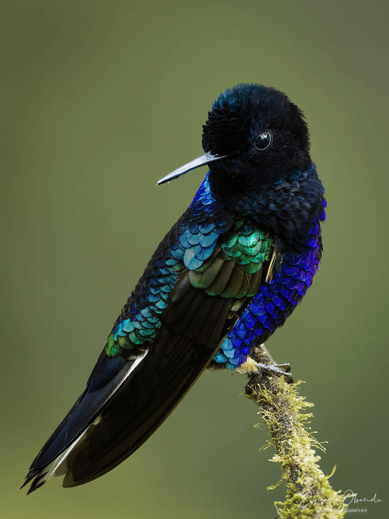 El colibrí Boissonneaua jardini