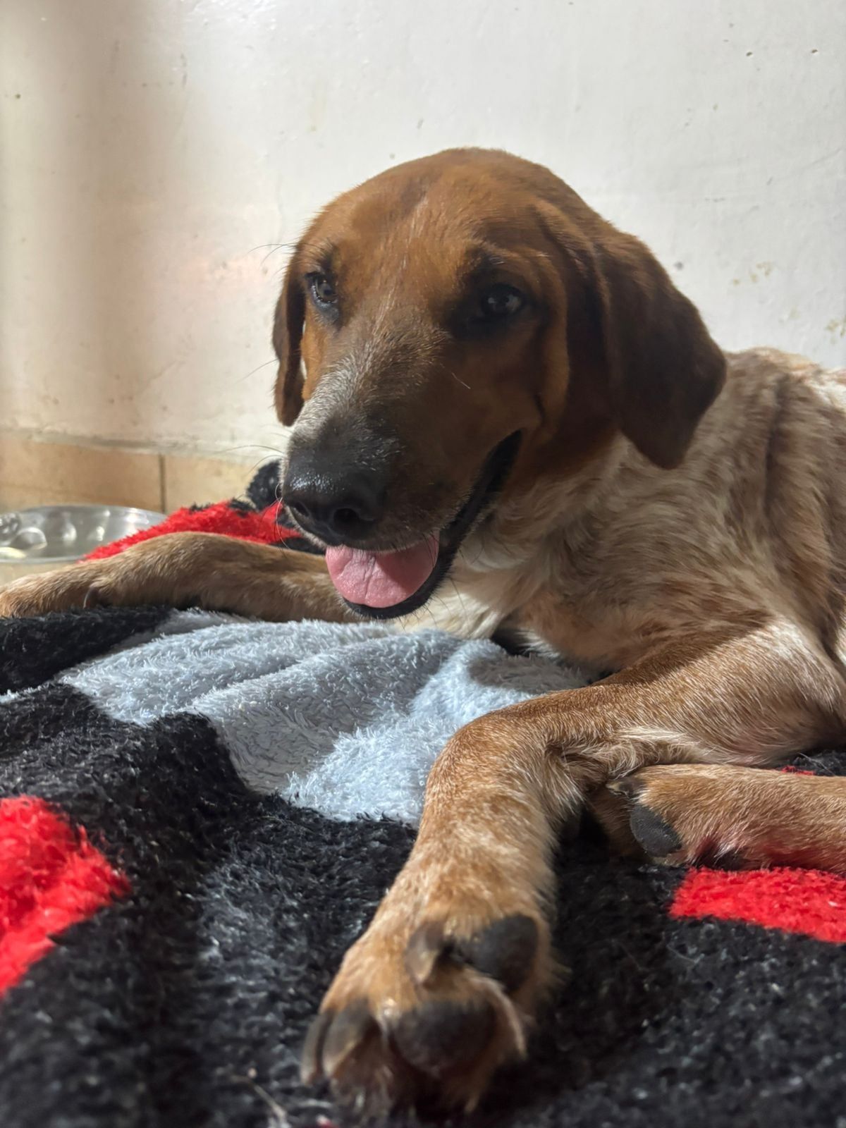 zafira recuoeración