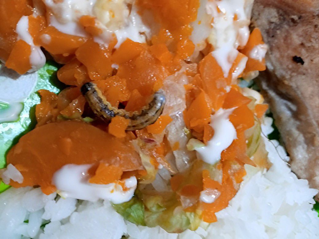 comida-gusanos.jpg