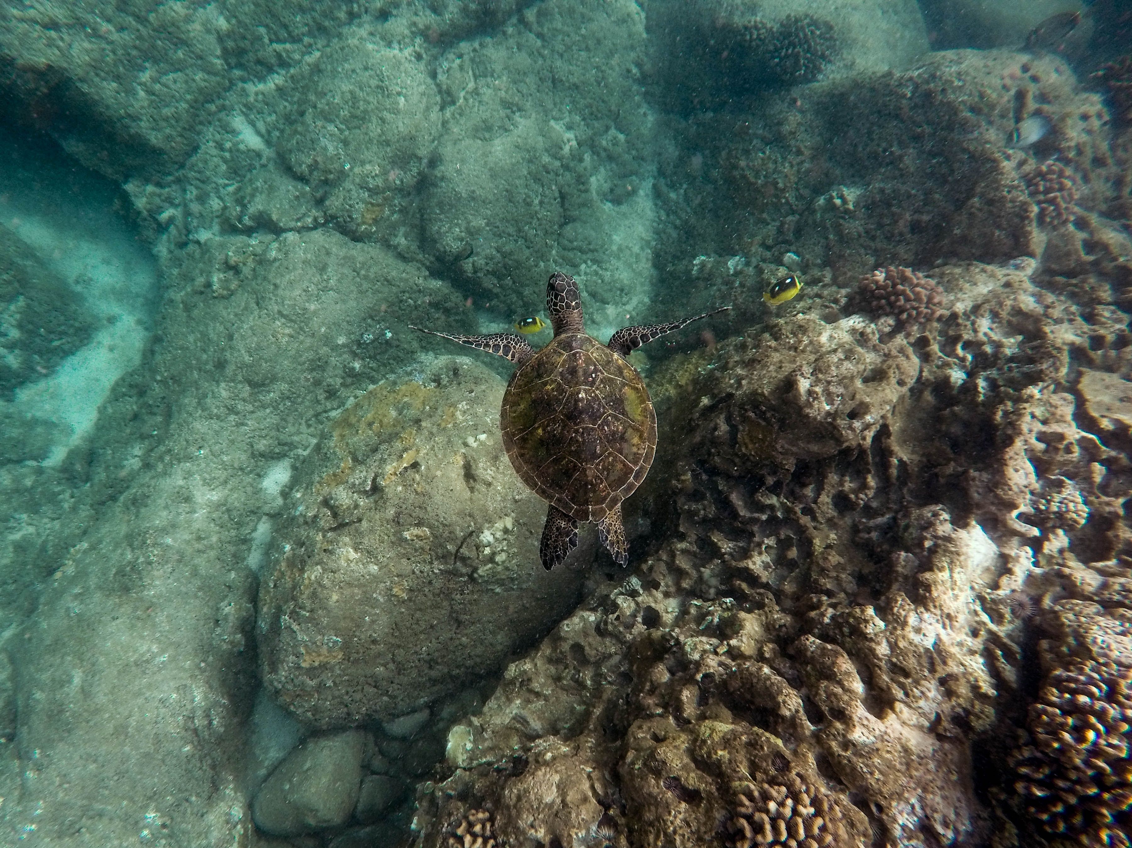 beautiful-closeup-shot-large-turtle-swimming-underwater-ocean.jpg