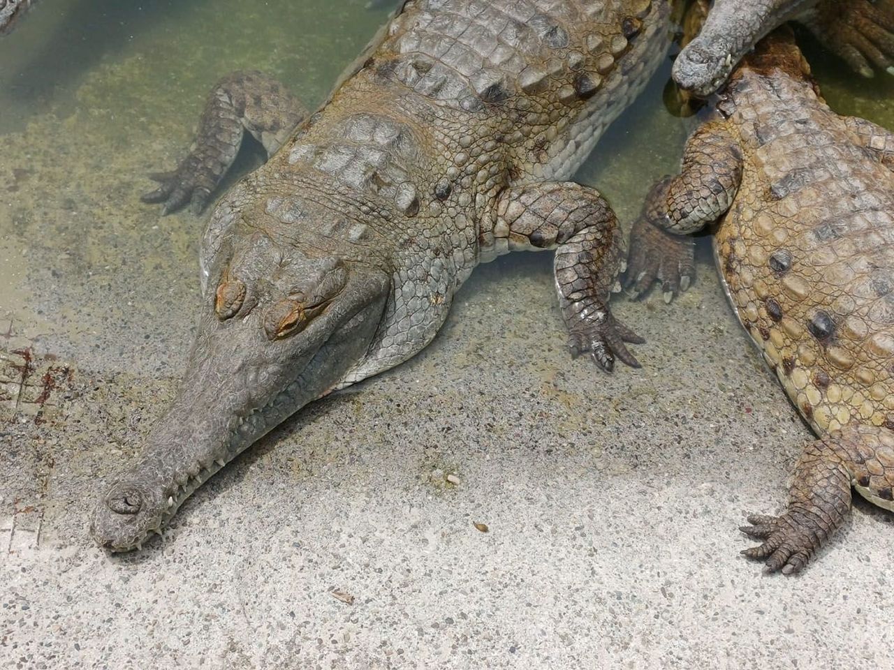 Minambiente definió nuevas responsabilidades para fortalecer la conservación y recuperación del caimán llanero en Colombia. Crédito: Comunicaciones Facultad de Ciencias UNAL