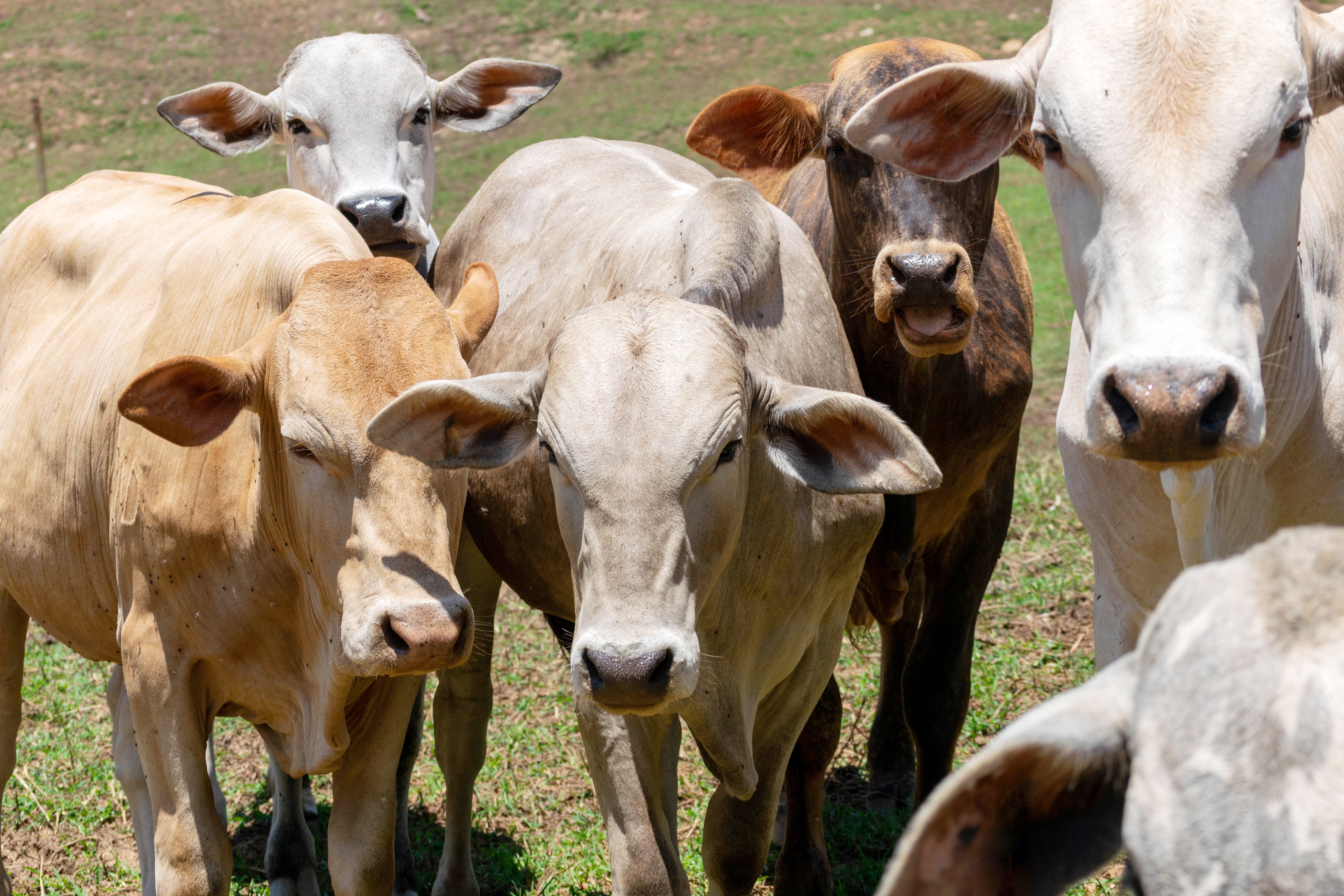 cows-field-grazing-selective-focus.jpg