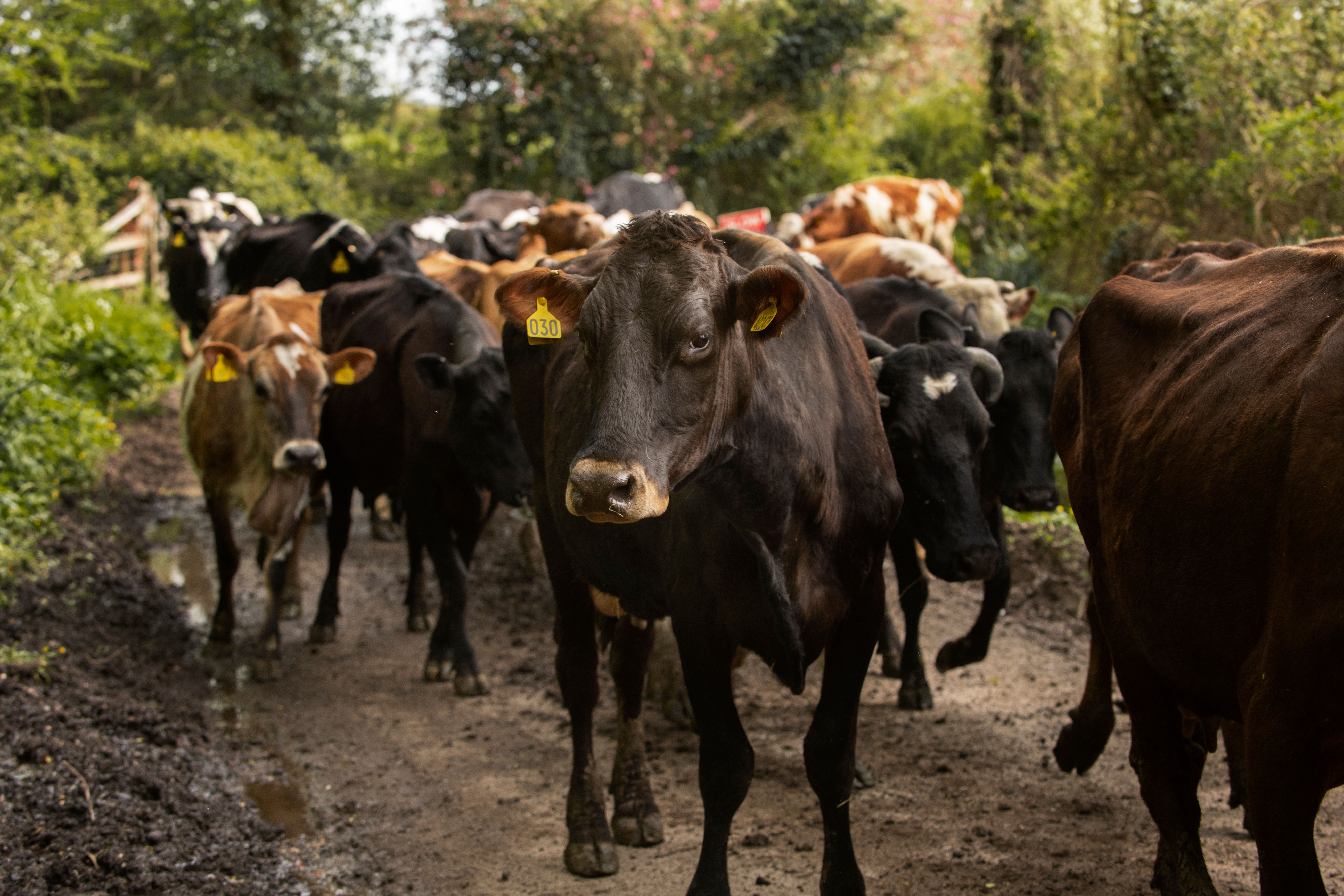 cows-grazing-around-farm.jpg
