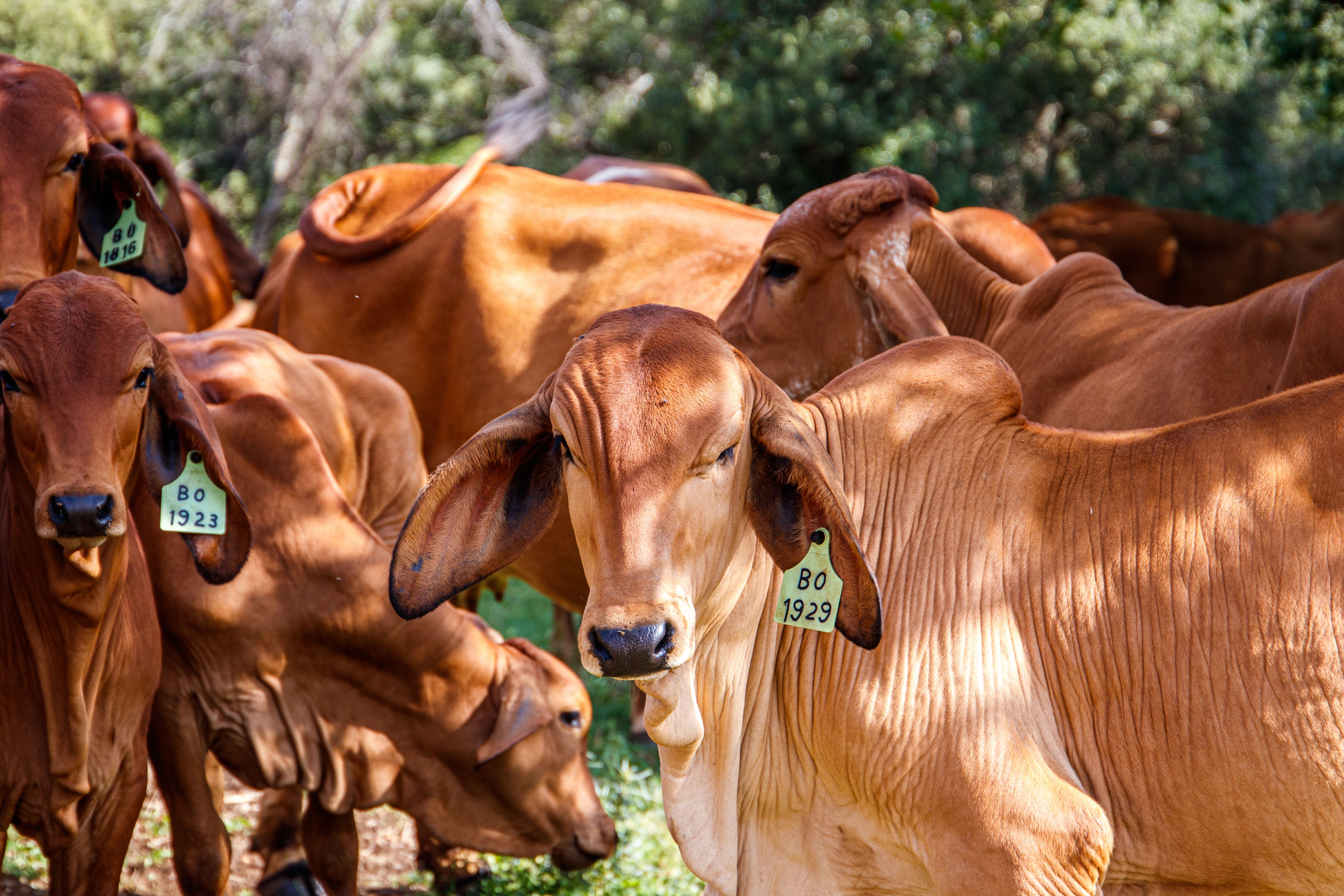 cows-green-field-sunny-day.jpg