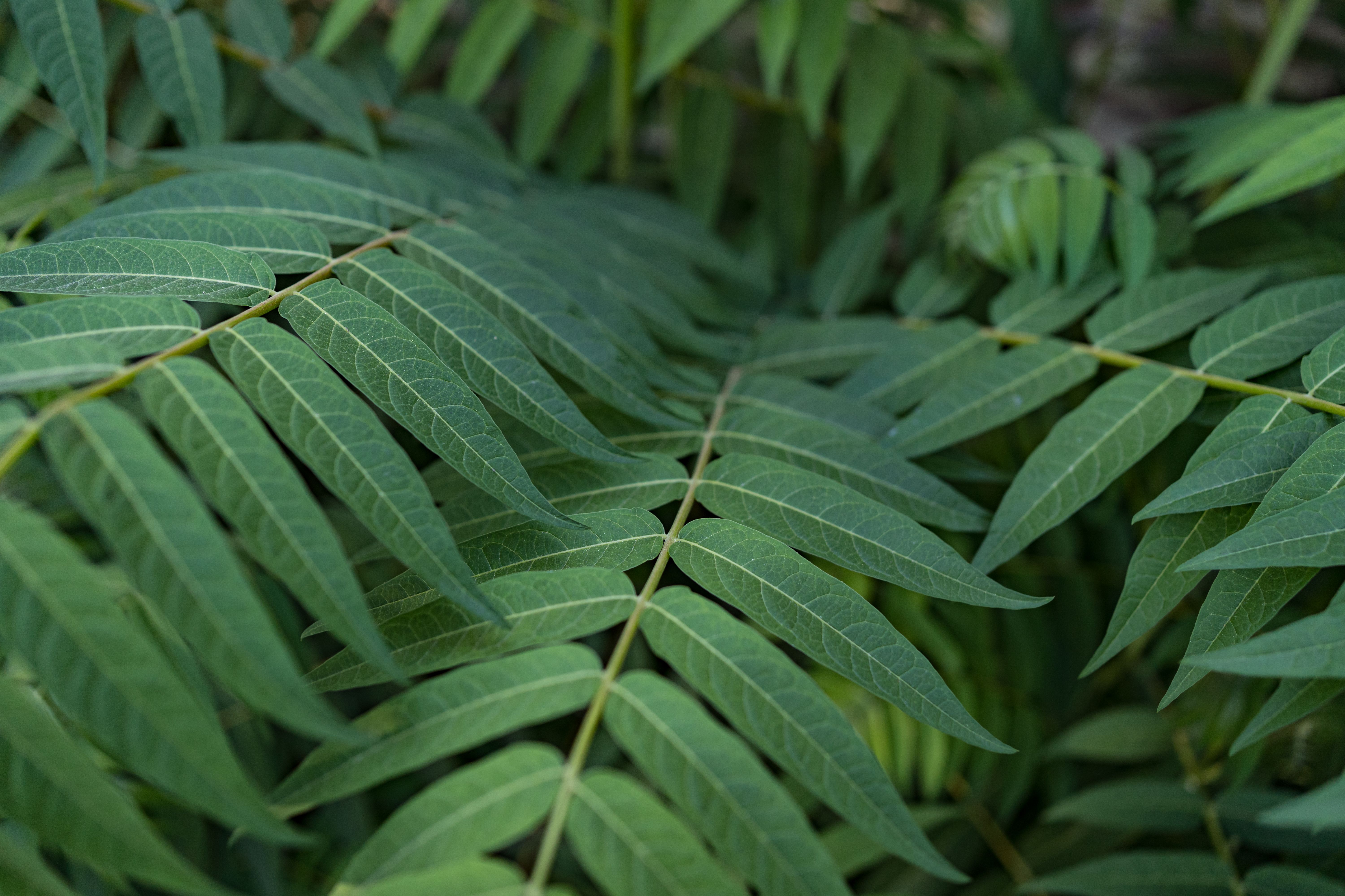 green-leaves-background.jpg