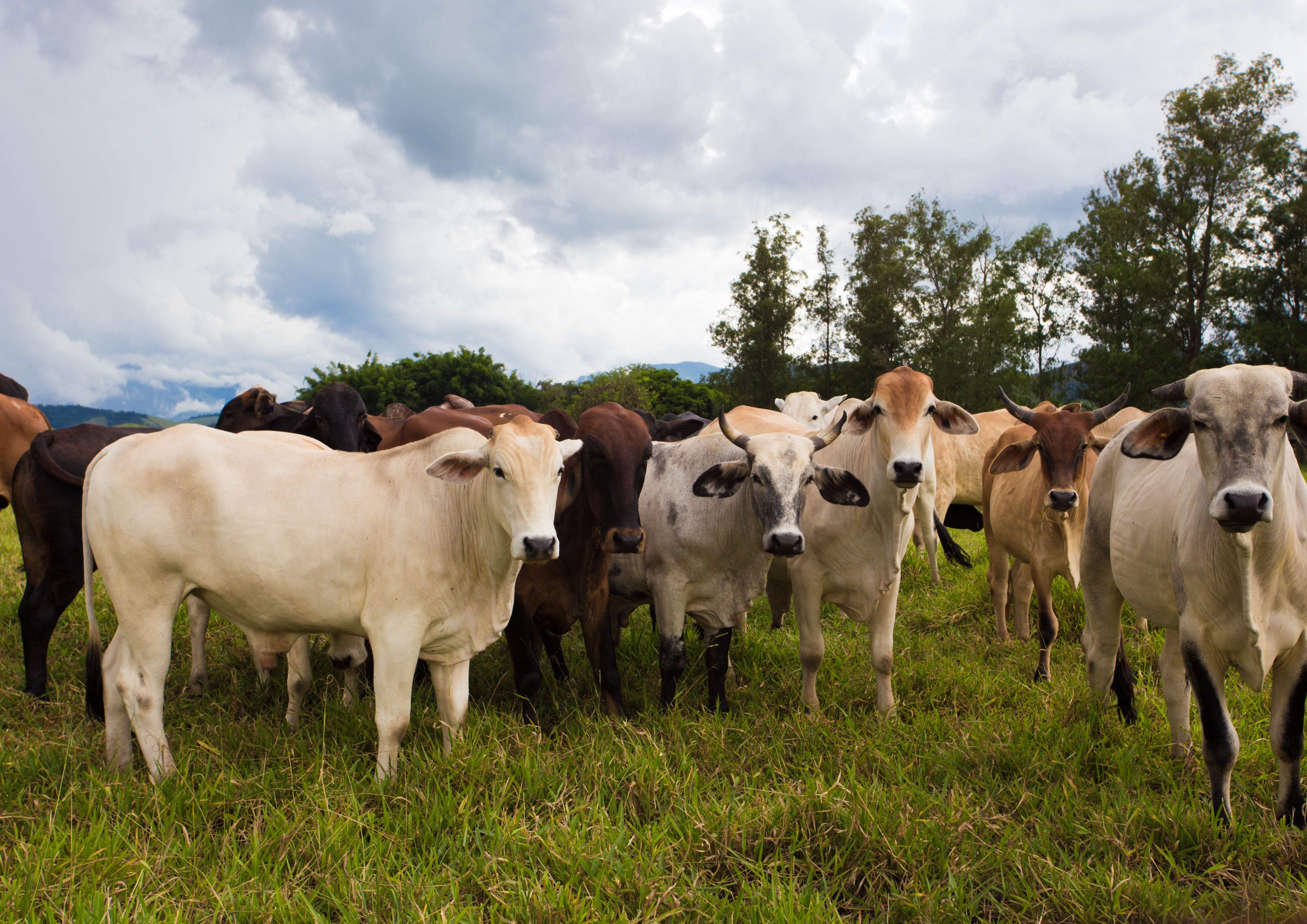 group-pretty-brazilian-cows-pasture-cloudy-day.jpg