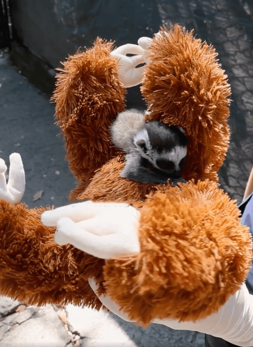 lemur 2.png