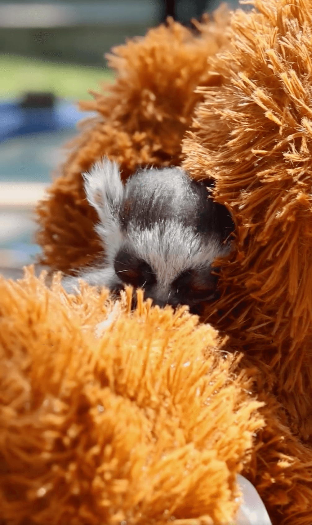 lemur 3.png