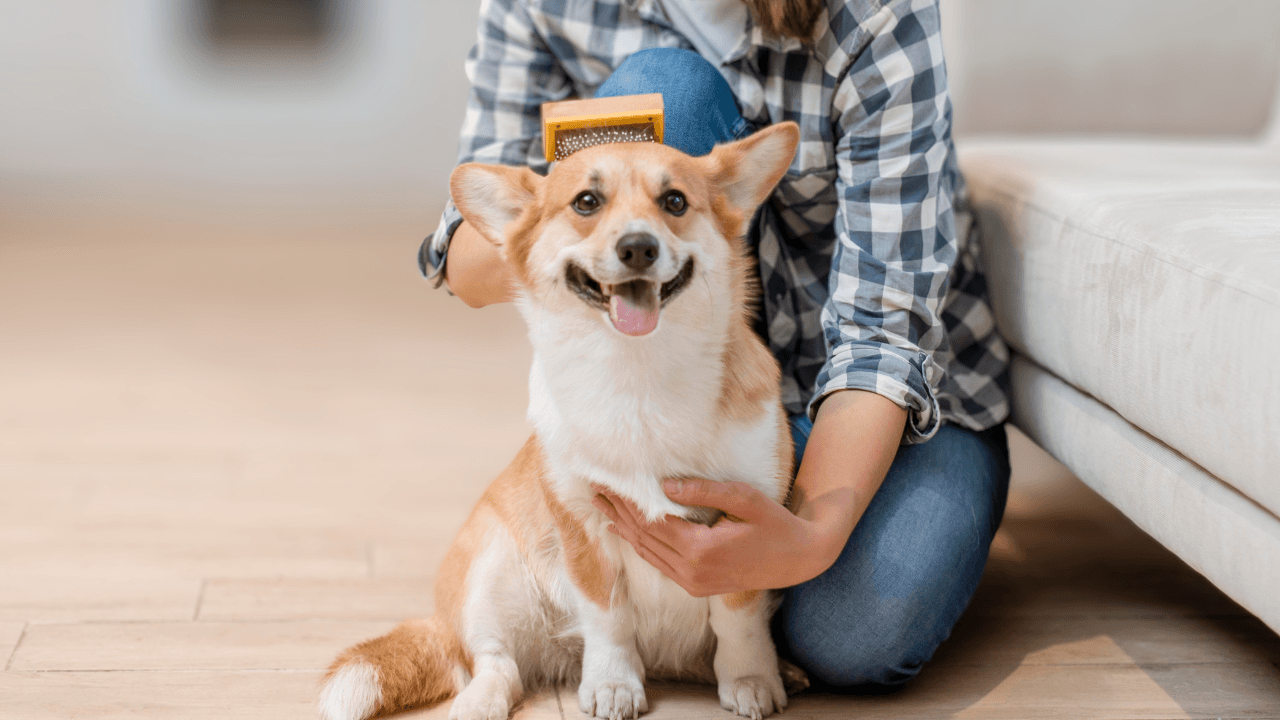 perrito guia (5).png
