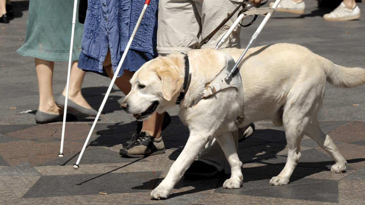 perrito guia.png