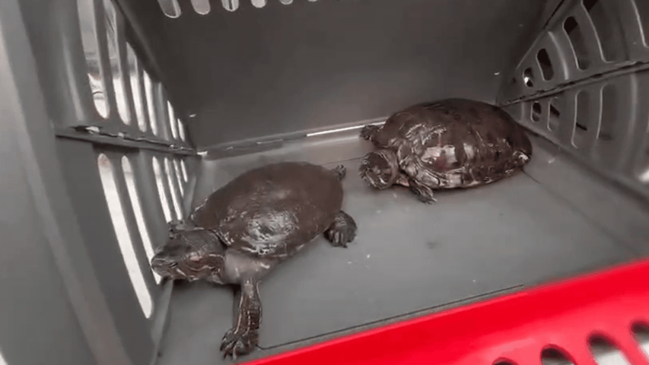 tortugas.png