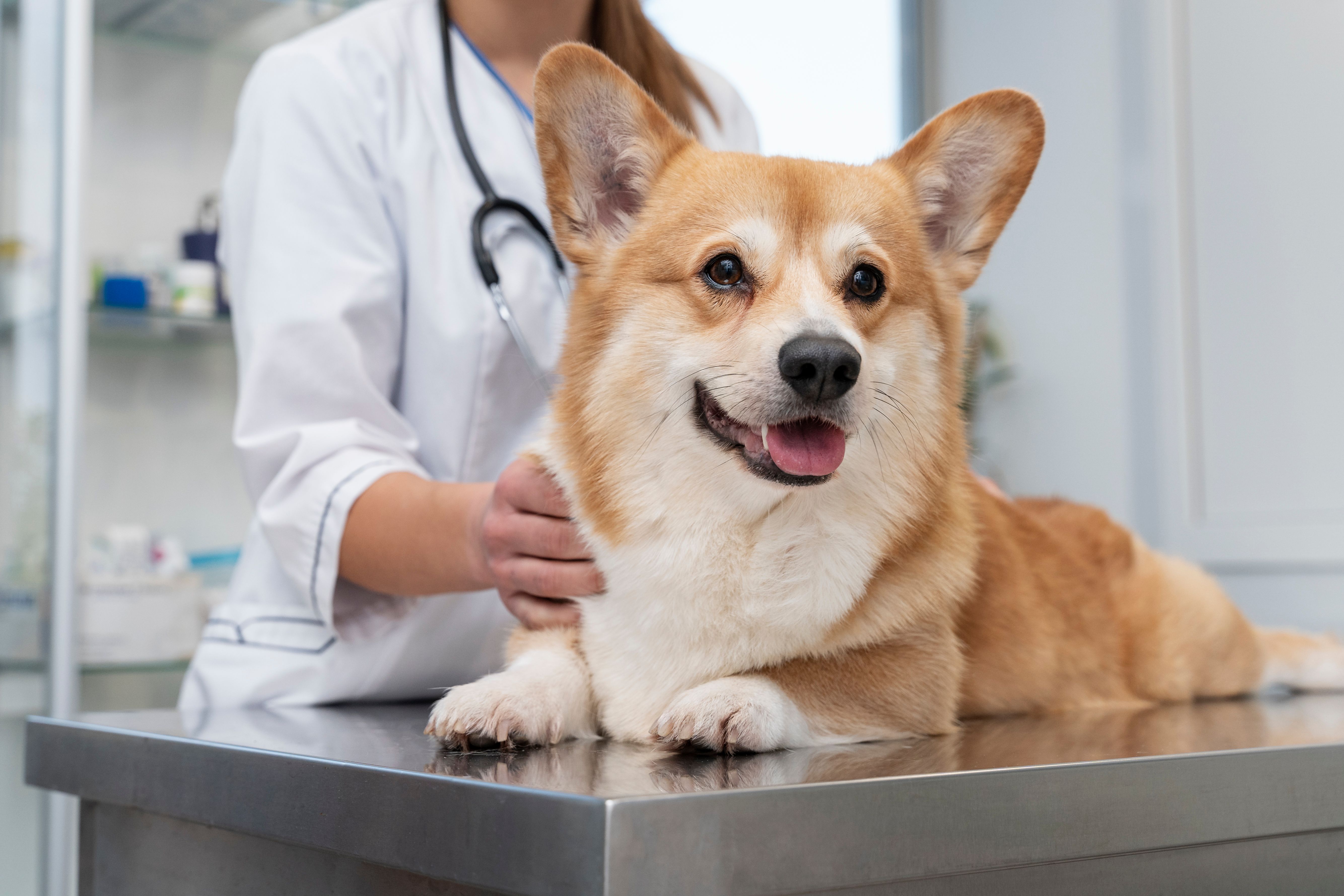 veterinarian-taking-care-pet-dog.jpg